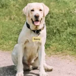 coleira personalizada